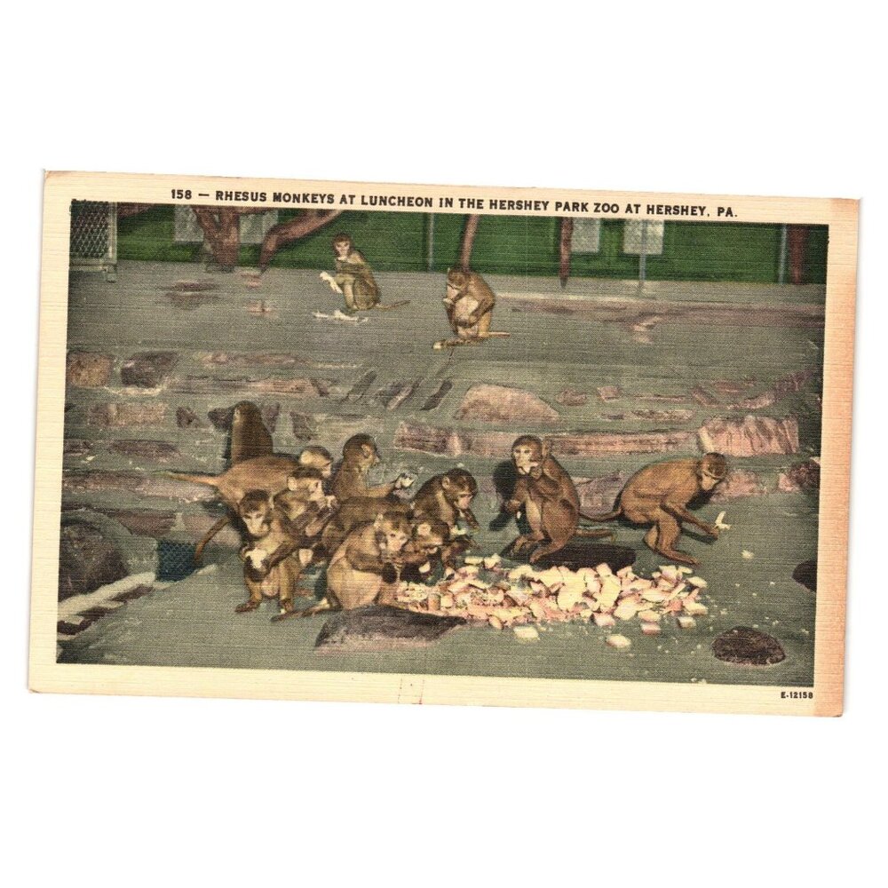 Vintage Postcard Rhesus Monkeys Lunch Hershey Park Zoo PA India Animals